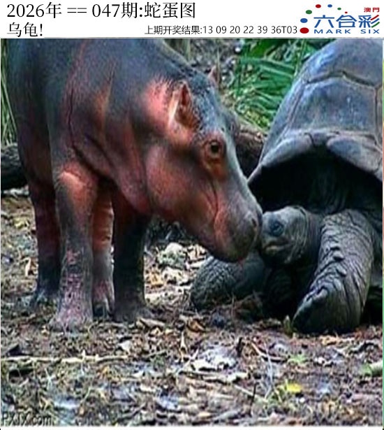 047期正版蛇蛋图[图]