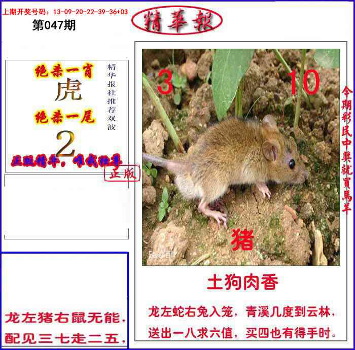 047期新精华报报[图]
